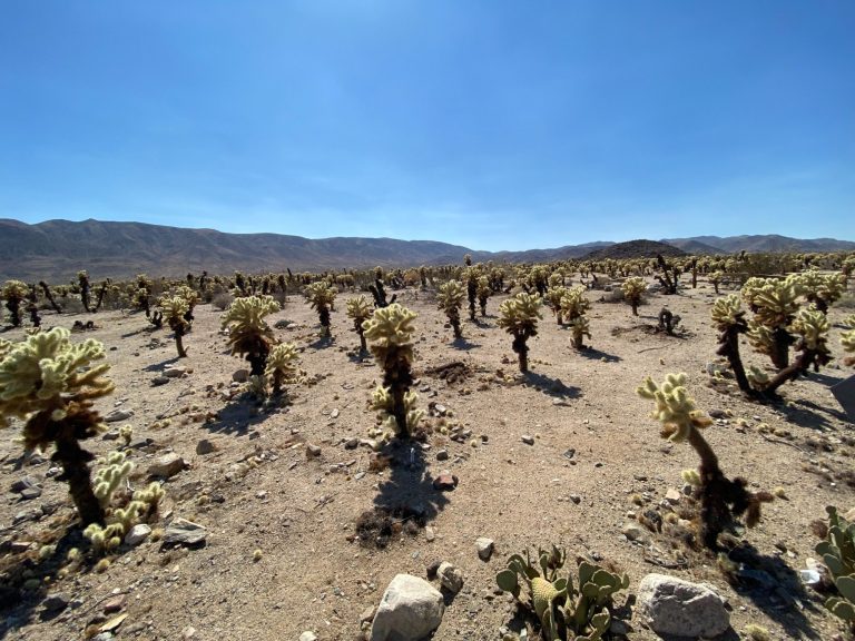 Desolate landscape with sparse vegetation and mountains under a clear blue sky.