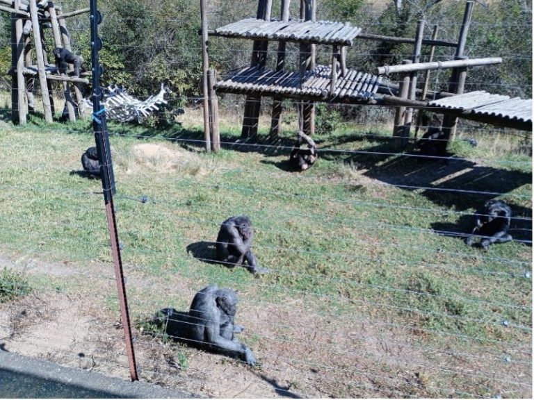 Group of chimps foraging on the ground in a natural habitat setting.