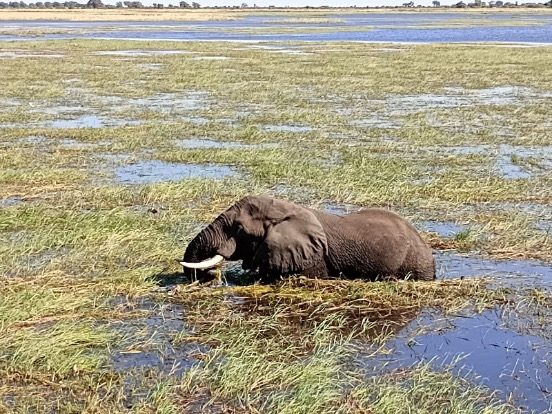 Elephant partially submerged in water, surrounded by grassland.
