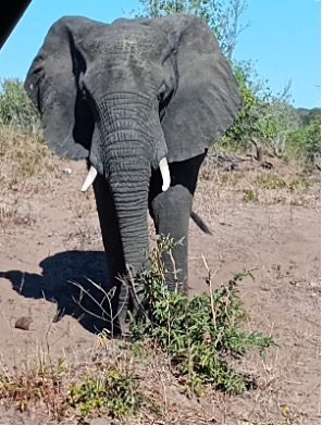 African elephant foraging on the ground in a natural setting.
