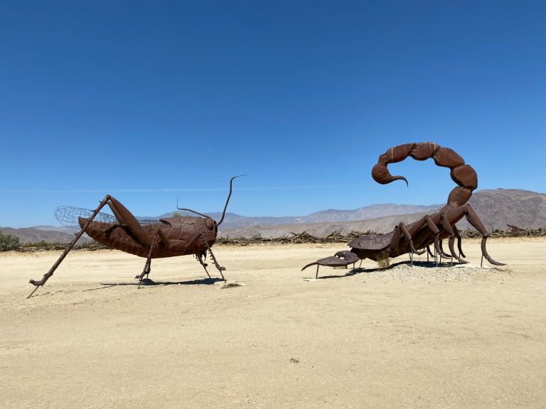 Borrego Springs Scorpion and Grasshopper Standoff Borrego Springs Scorpion and Grasshopper Standoff