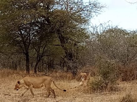 Two lions walking through a dry, bushy landscape.
