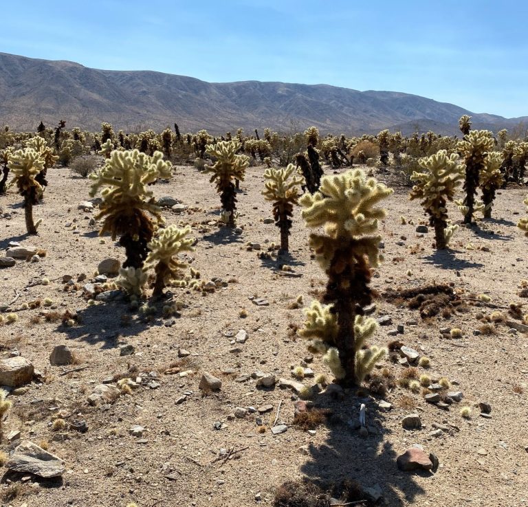 Joshua Tree National Park