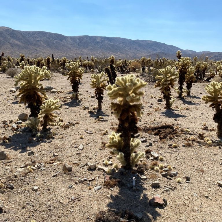 Joshua Tree National Park, California