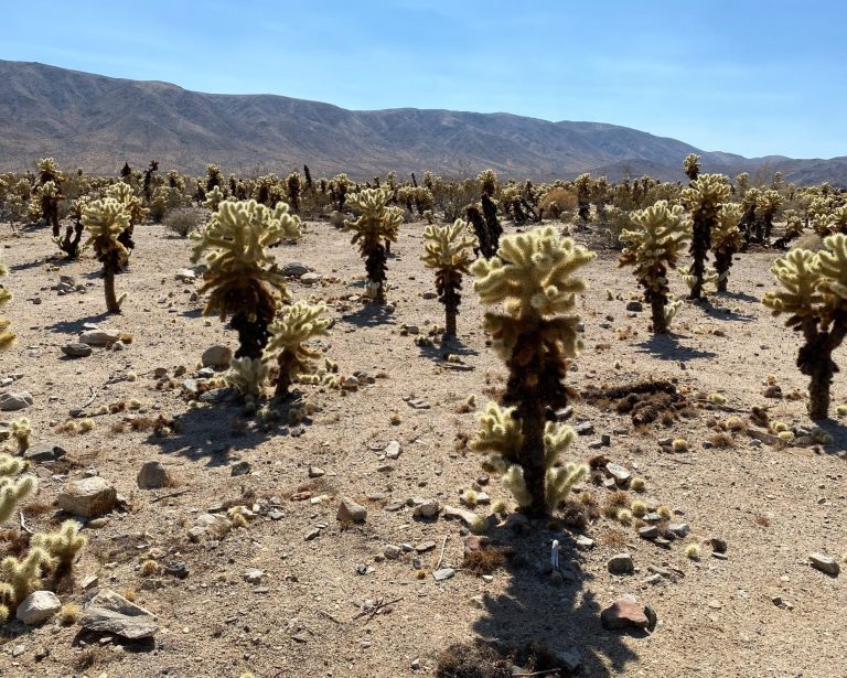 Joshua Tree National Park