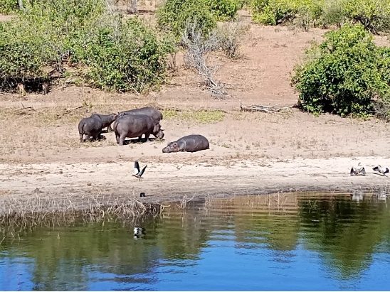 Hippopotamuses resting by a riverbank with green vegetation in the background.