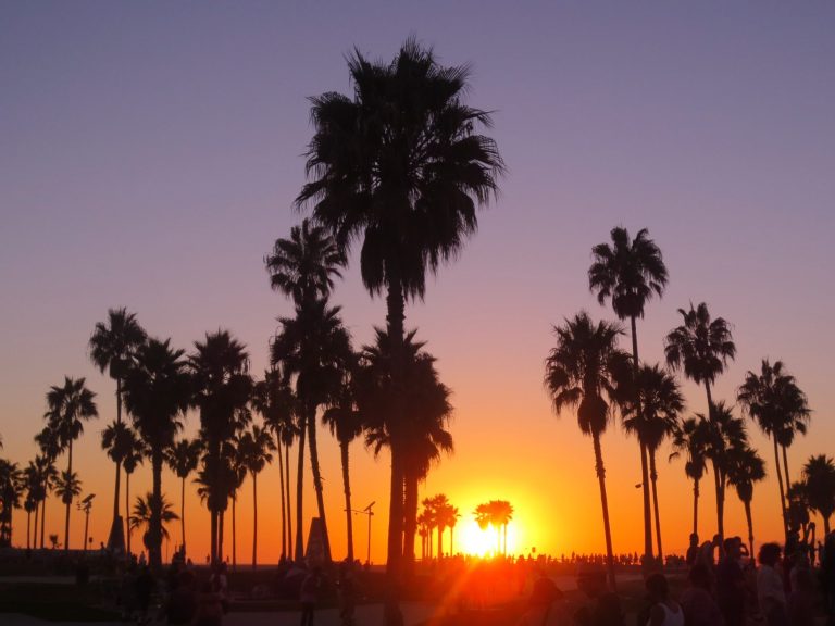 Silhouetted palm trees against a vibrant sunset sky.