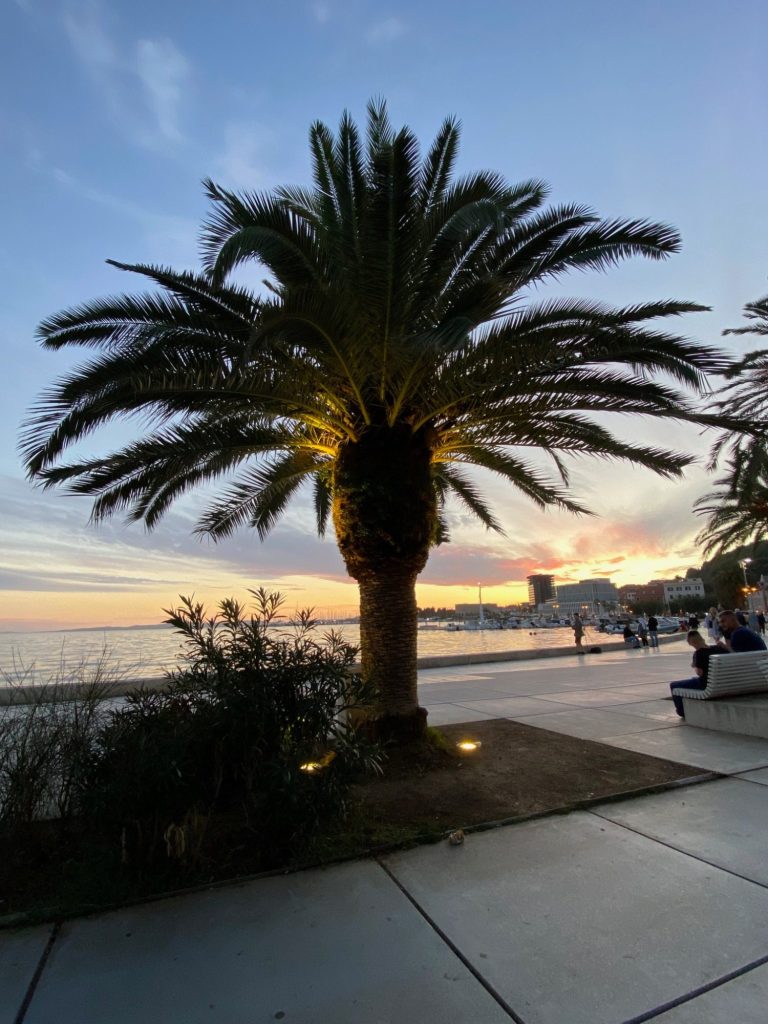 Palm Tree on the Riva Palm tree at sunset by the beach, with illuminated foliage and a serene atmosphere.