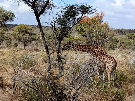 A giraffe partially obscured by trees in Kruger National Park