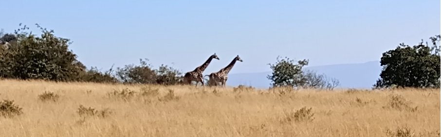Two giraffes grazing in a grassy landscape with sparse trees.